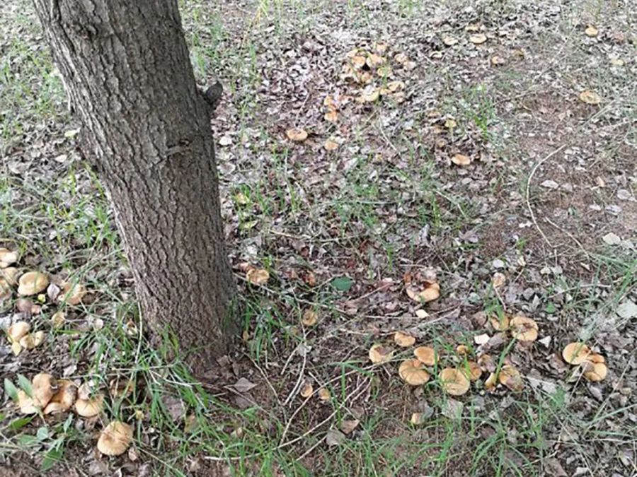 它会危害杨树林,却是难得的秋季美味,俗称“地扣”,很多人爱摘