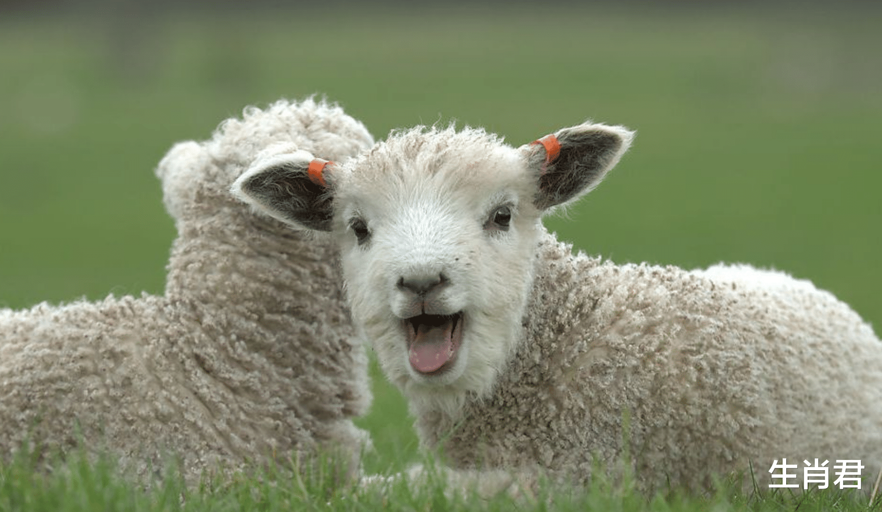 工业机器人系统操作员|阳光总在风雨后，属羊人历经千辛万苦，终于在职场中站稳脚跟