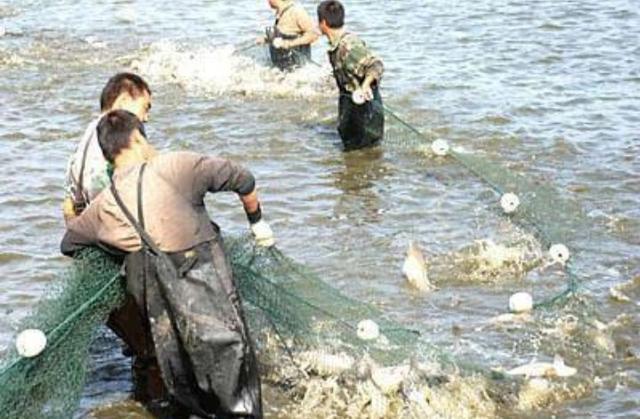 知否知否啊|农村养殖草鱼，自制饲料配方需要哪些原料？