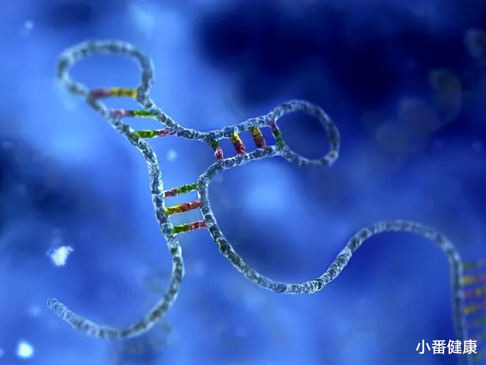 小番健康 在研乙肝新药RBD1016，I期临床研究，正进行单剂量爬坡中