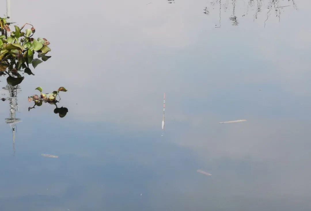 饵料|有口打不到就是小鱼闹？做2个简单的改变，鲫鱼一个接一个地上