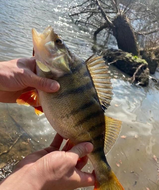 |捷克河道赤鲈鱼泛滥，中国钓鱼人：到处都是，不需要技巧