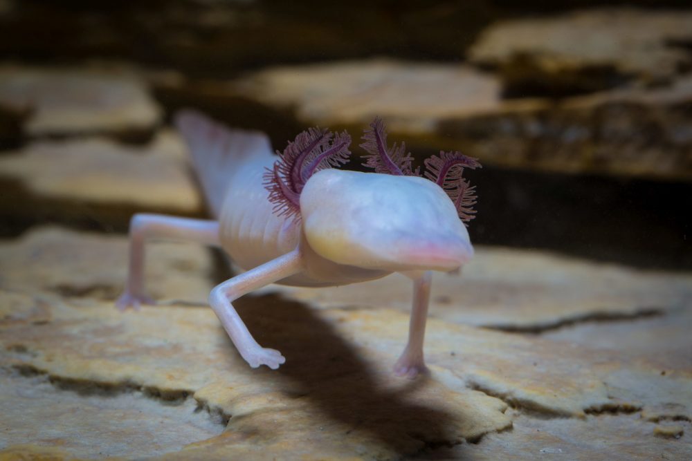 墨西哥湾 最像龙的神秘生物，“懒”到可以十年不吃不喝，洞螈为何还没灭绝