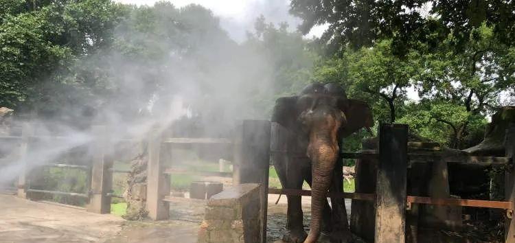 火星 高温天，动物消暑度夏有“凉方”