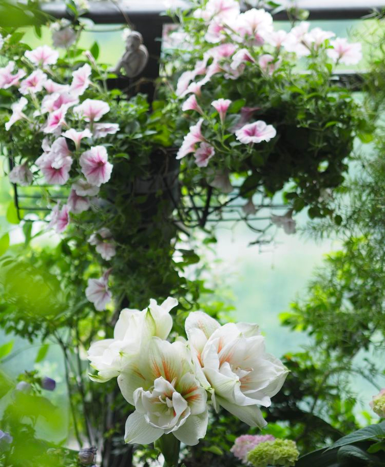 7㎡小阳台，改造成19楼的空中小花园，天天宅在家不想出门了