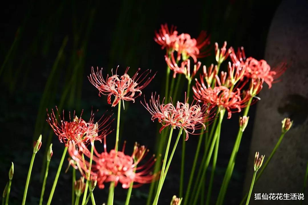 狐仙花花生活说 坟头花、棺材菌,老人说的“禁忌植物”有多玄幻?年轻人你见过吗