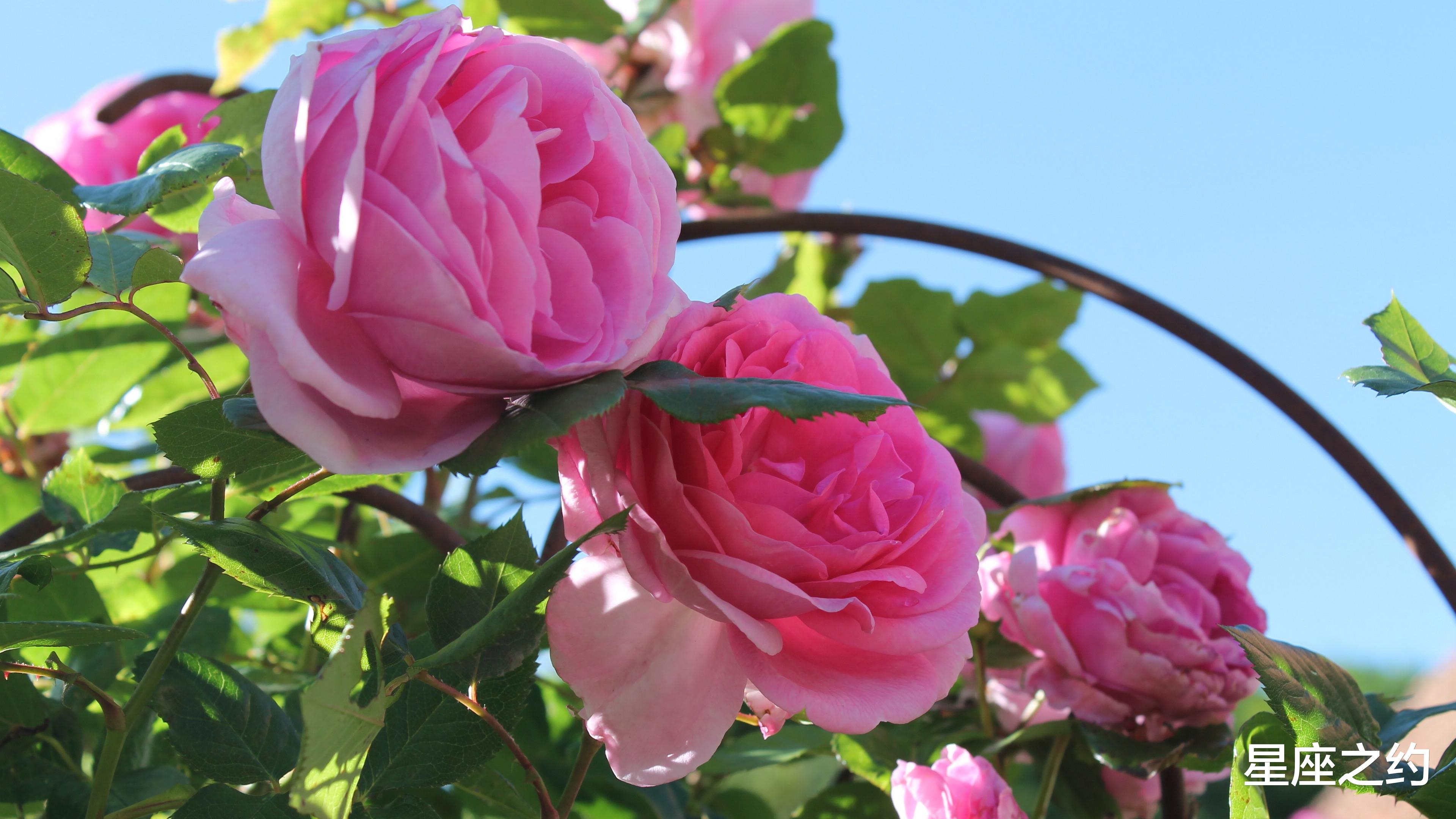 白羊座|6月6日-12日星座运势:白羊座控制情绪,双鱼座突破自我