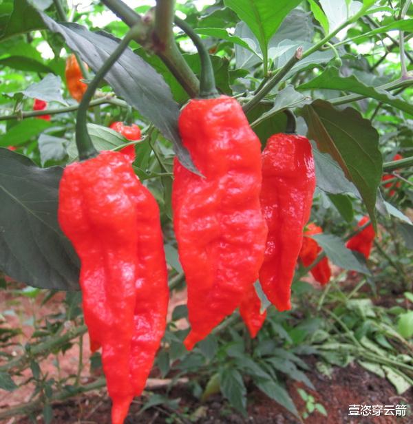 宇航员 宇航员嫌弃太空食品单调,想来点重口味,首次尝试在太空种植辣椒