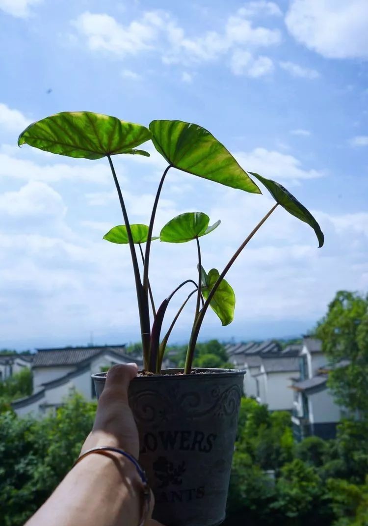 |3㎡的阳台能干嘛？这个宿舍小阳台花园或许会惊艳到你，看看吧！