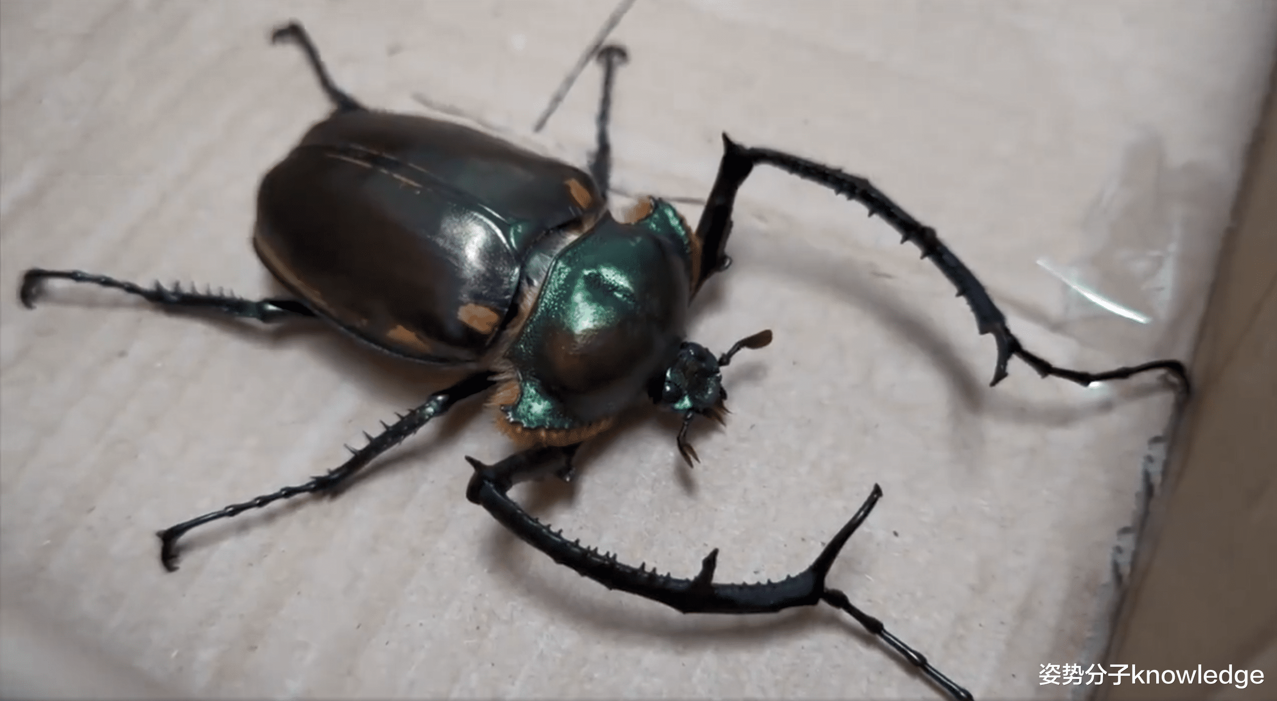 昆虫 12厘米长巨型甲虫，1982年被认为灭绝，如今重现人间
