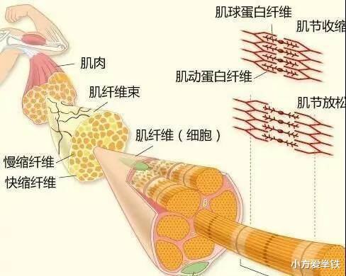 |你的肌肉是更偏耐力还是更偏爆发力？这个也决定了肌肉增长的速度