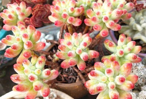 说说家装那点事儿|多肉好看不好养，想要养好它！“先要有环境，后要有技术”！