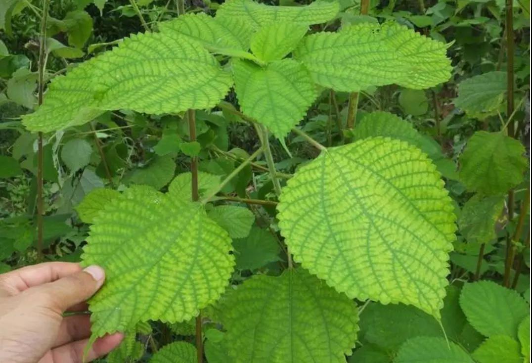  苎麻被称为“中国草”，世界上纤维品质最好的植物，植物界的吉尼斯