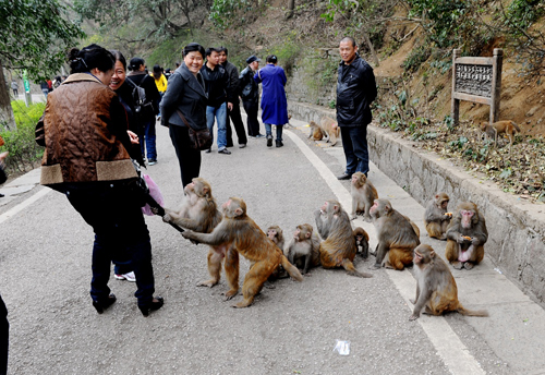 悍匪猴子是如何养成的？游客景区游玩背包被抢，网友：正常！