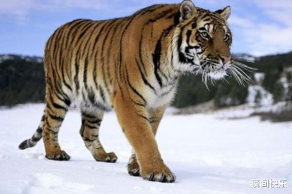 瞬间快乐 11月后属兔、属虎、属猪开运攻略，贵人指引，业绩翻新，生意兴隆