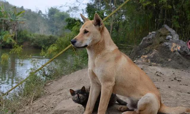 威微说|如何正确地挑选一条土狗?