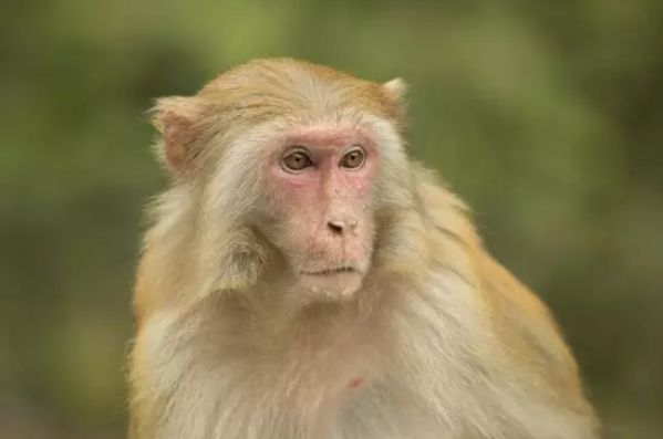 余绿一斗 生肖猴：苦尽甘来，命宫里有“贵人”相助相帮，双双丰盈