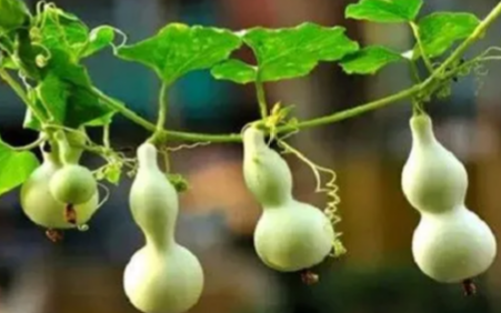 诚然情感之事|八字,选准喜用神,的几种方法