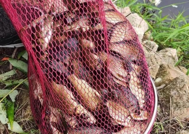 空军|秋冬季野钓的真实状况,没多少人愿意讲实话,因为现实很残酷