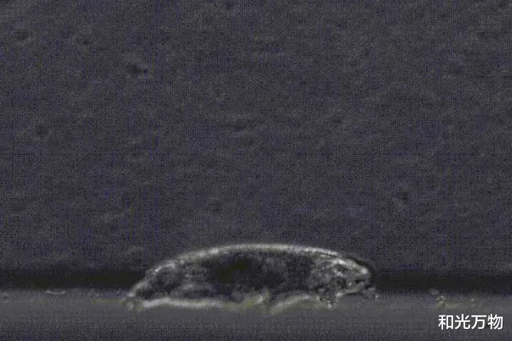和光万物|水熊虫怎么移动?地球最小的有腿动物,走路与体型50万倍昆虫一样