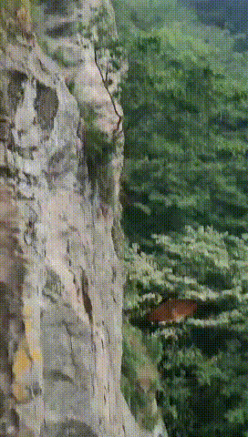 半岛晨报 大白天在武当山拍到的，难得一见！