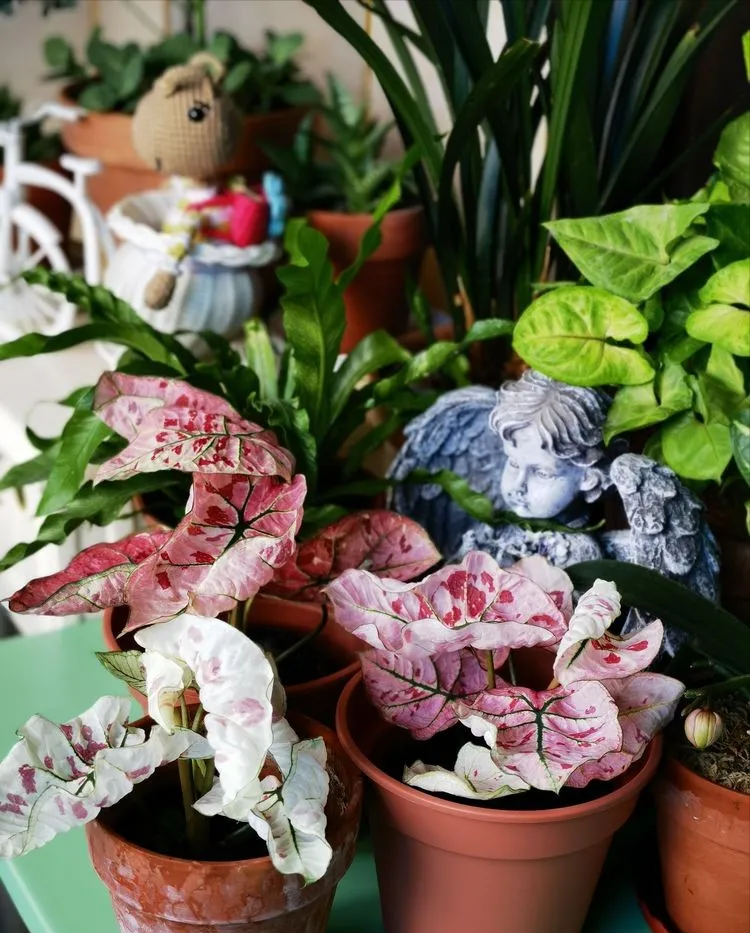 6㎡封闭阳台造花园，1寸空间也不浪费，不出门也能看风景