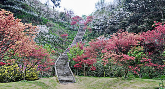 小语喵咪 四川赏樱花的好去处，风景不比武汉东湖差，门票实惠却鲜为人知
