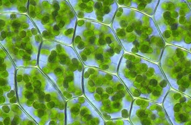 植物也有“鼻子”吗,它们也能闻到各种气味吗?