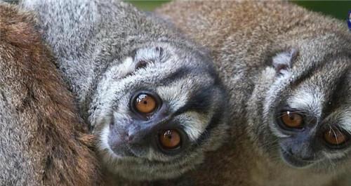 太空 自然界五种懒惰的动物，有的甚至会因为懒惰影响繁衍生息