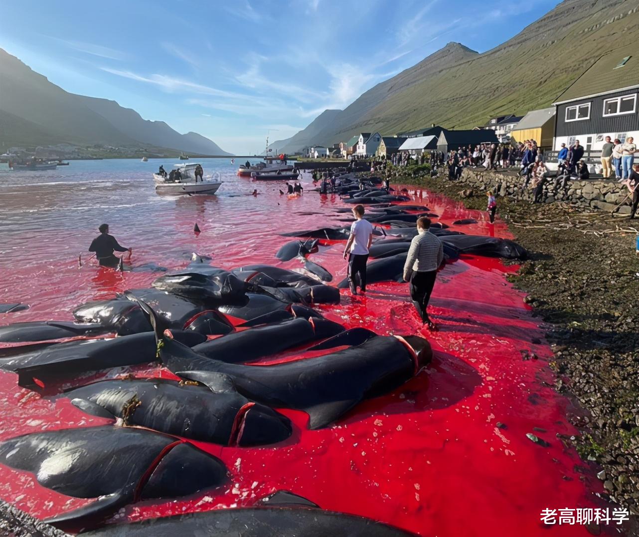 175頭！丹麥獵殺鯨魚，海水變血水，竟舔著臉不讓中國人吃海鮮！-圖5