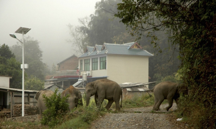 济南 西藏3岁男孩被豹子叼走，第二天在山顶被发现，为何它不吃小孩？