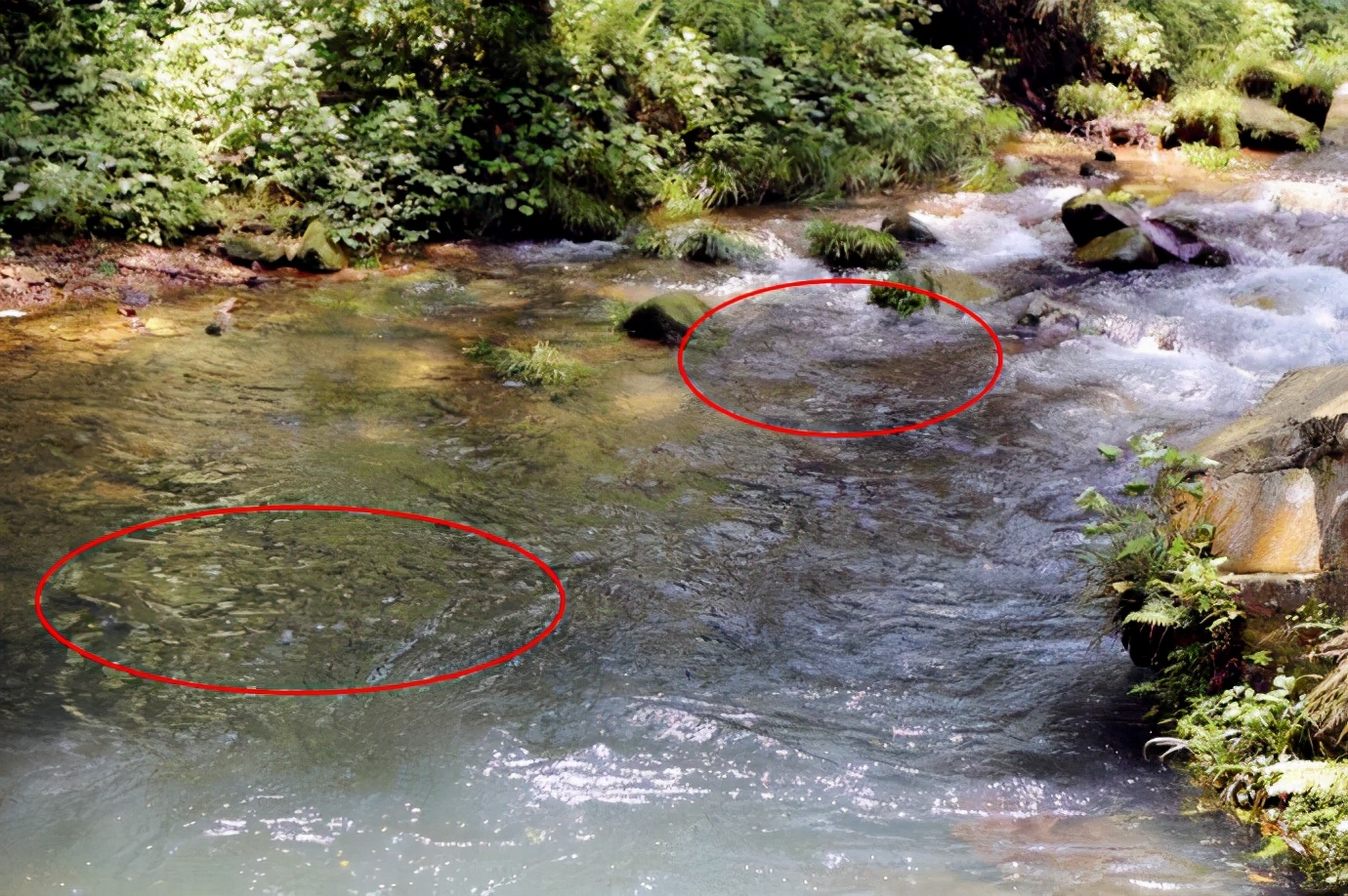 饵料|堪称鱼中极品的马口鱼,它在哪?怎么钓?老钓手终于说出关键技巧