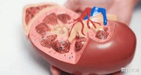 肾病|拯救肾病患者 - 干细胞移植有望代替透析、换肾