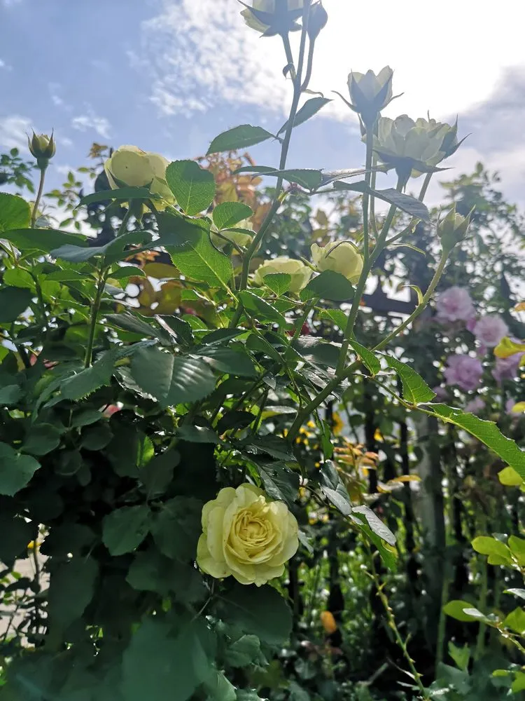 顶楼闲置138㎡露台变废为宝，3年时间变身空中小花园，不想出门了