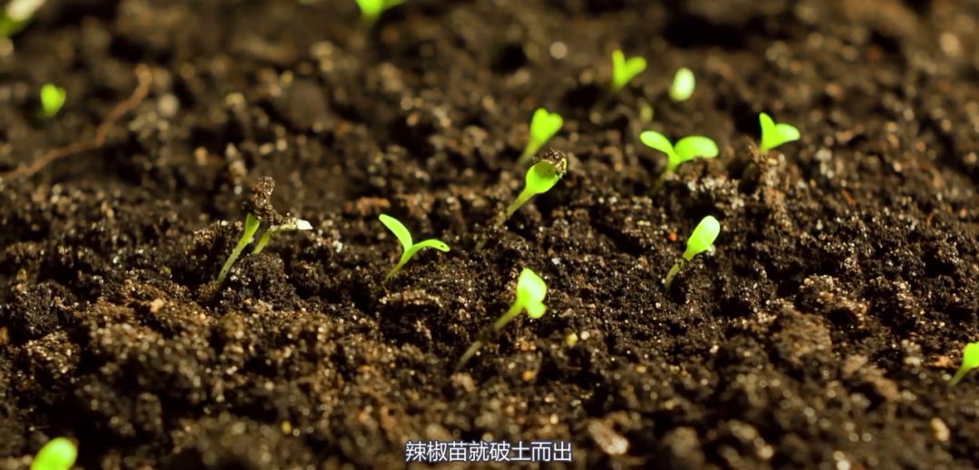 新安江淮 春游江淮请您来：阜南会龙镇——中国“辣椒之乡”