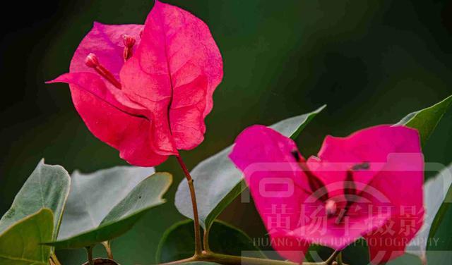 心慢慢疼慢慢冷 绿叶中红艳别致的三角梅花，南方常见的花卉娇媚多姿，花开亮丽