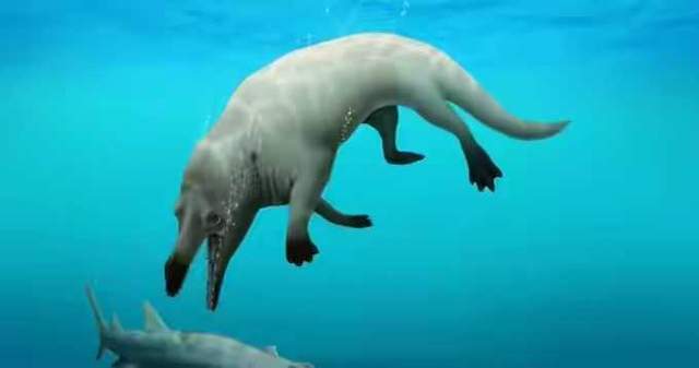 鲸鱼 埃及沙漠中发现原始鲸鱼，体型像牛长着四条腿，怎么进化成蓝鲸的