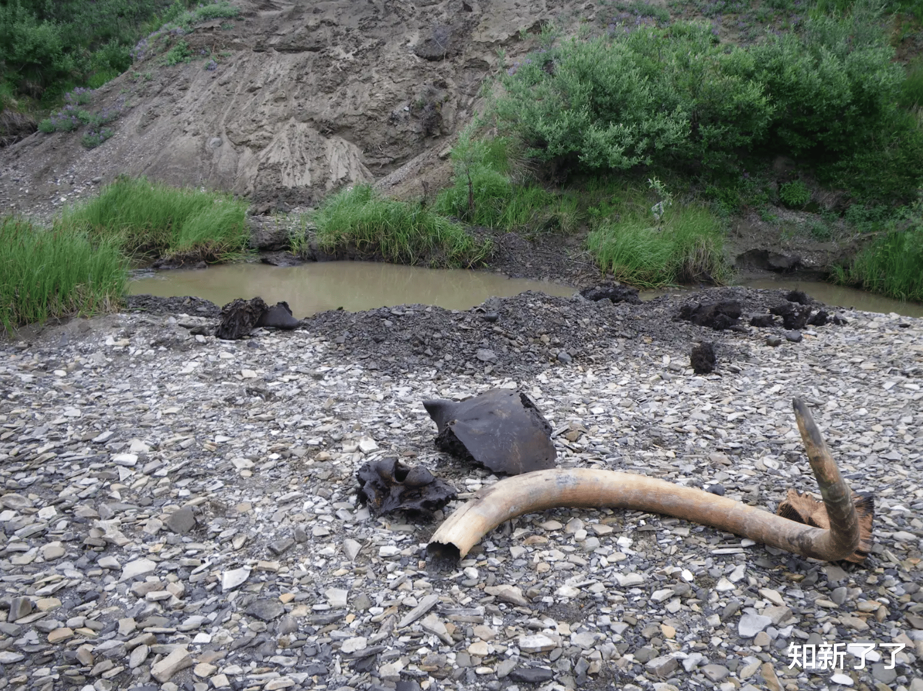 猛犸象 史无前例的研究：科学家重现了一头长毛猛犸象从生到死的生活史