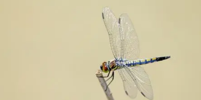 蜻蜓|进化论最大BUG，研究蜻蜓飞行，或能使气动弹性力学获新突破？