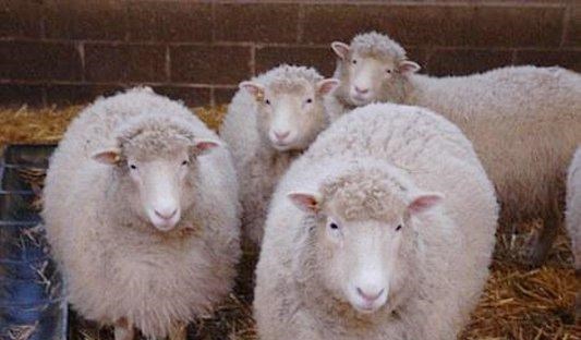 月球 为何“克隆”不值得提倡，如今已经很少听说，看看多莉就明白了