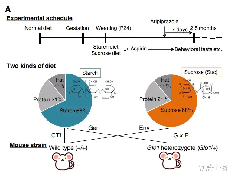 Science子刊:年轻时吃糖太多会损伤大脑,并诱发精神疾病,而阿司匹林能预防这一损伤