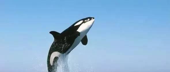 蛋白质 被称作哺乳动物的鲸鱼，完全适应海洋环境，为何呼吸方面没有进化