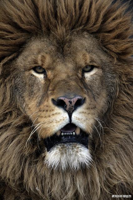 微风执杯聊自然|狮子和老虎谁更强大？99年前的1922年，最强的狮王不幸灭绝了