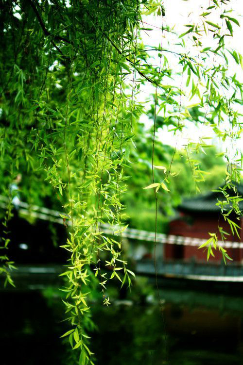 |中式院落，每一张都可以用来做桌面壁纸的庭院小景，唯美中式风