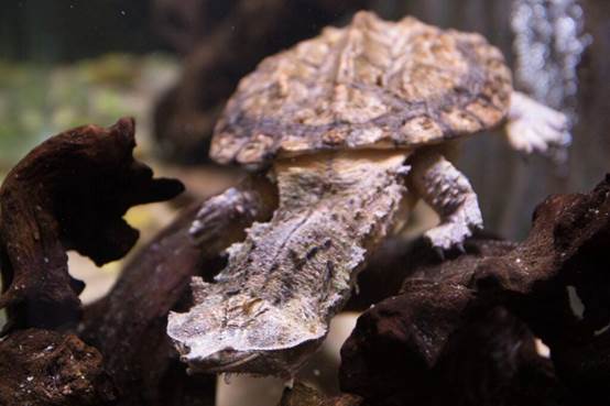 9种诡异的生物,每个生物都是真实存在的