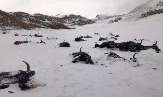 拉尼娜 地球要降温了？“拉尼娜”重现概率提升至55%，明年气候或更极端