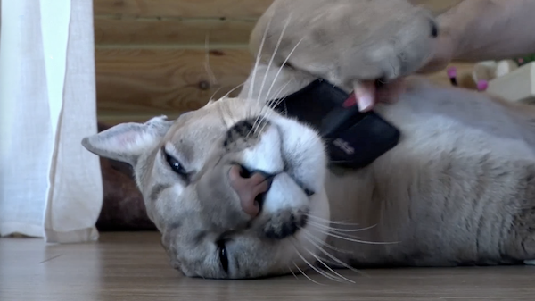 新三闻 凶猛野兽变萌宠，俄罗斯夫妇家养了头美洲狮