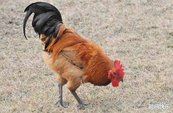 瞬间快乐|8月21日-9月2日，属马、属鸡、属猪运势攻略，赢得先机，谷底翻身