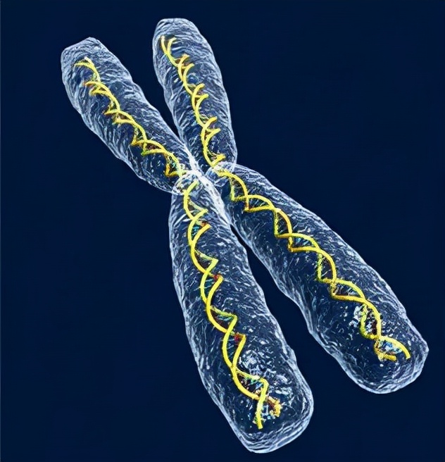 科学家 人类为何终究“难逃一死”，真的无法实现长生吗？科学家给出答案