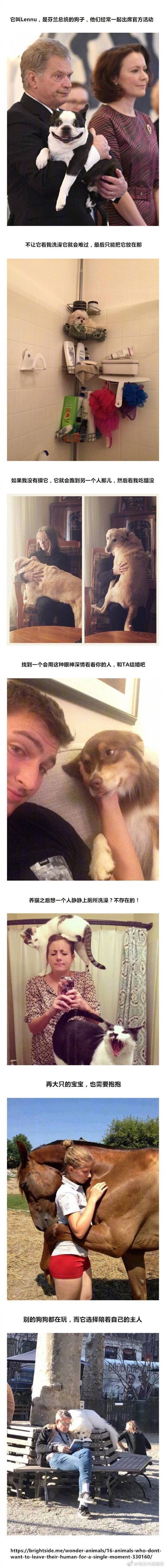 博尔塔拉蒙古自治州 动物成精系列